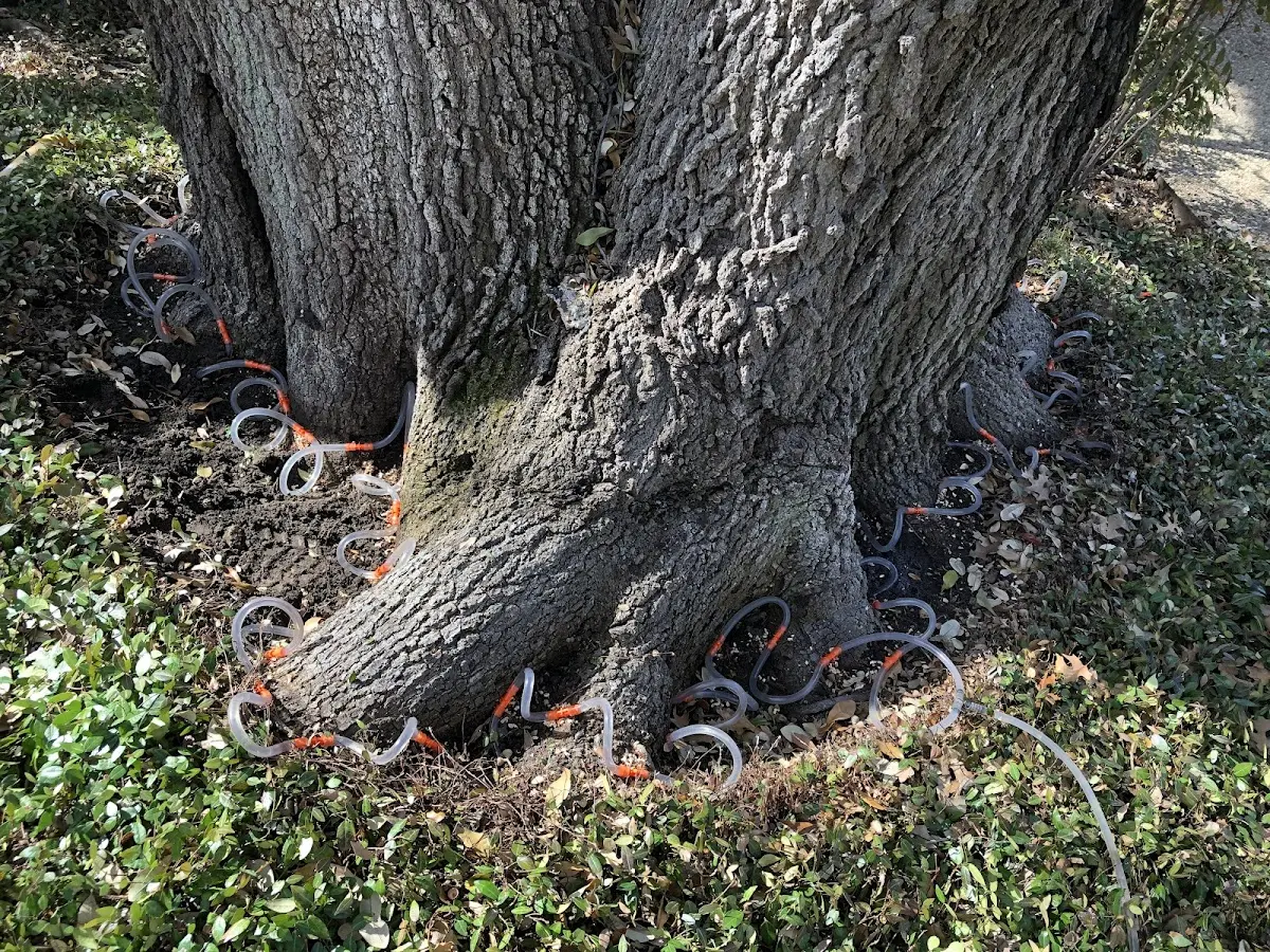 Detailed Tree Cabling and Bracing job site in Valparaiso
