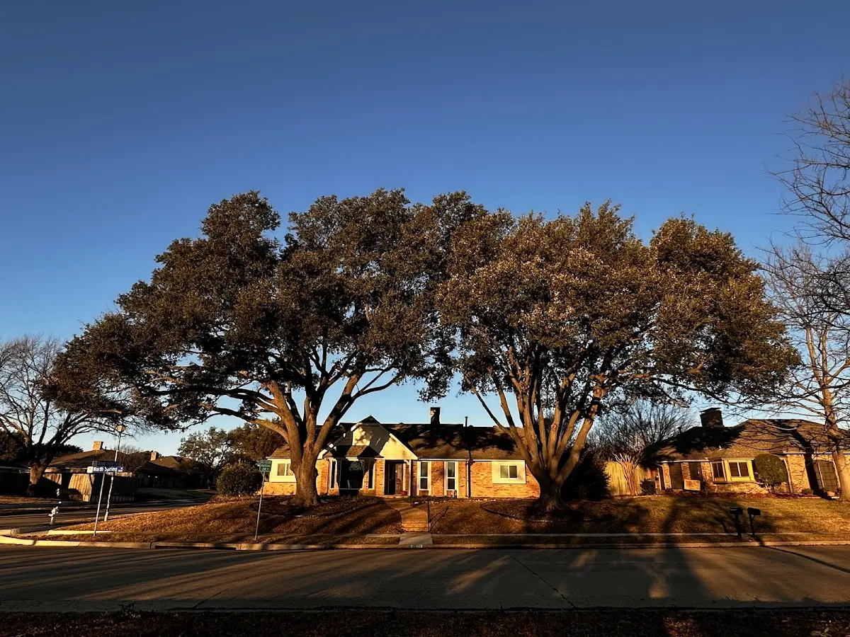 Established residential canopy tree shading a home in Valparaiso